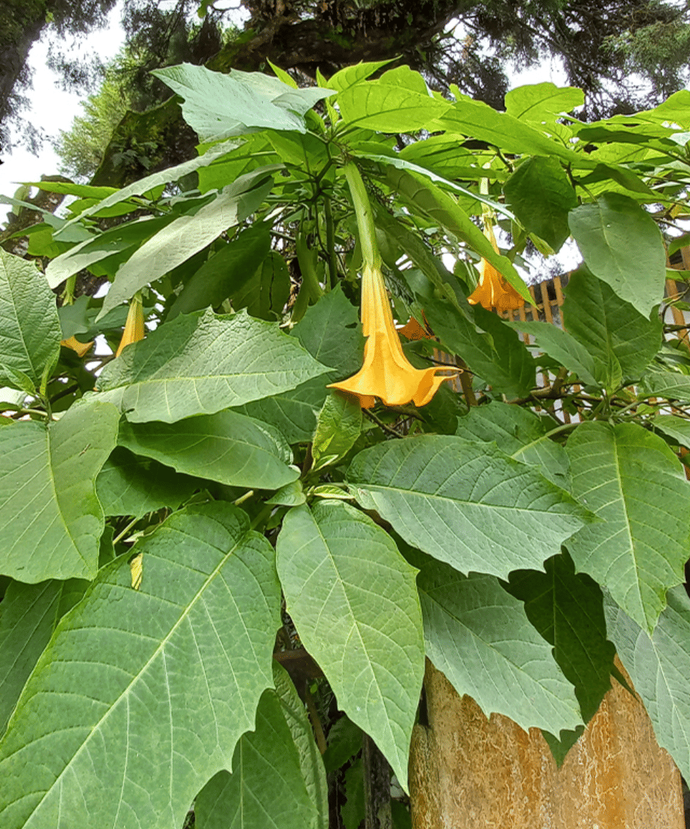 Mengenal Kecubung Hutan, Tanaman Berbahaya dalam Kasus Jeffrey Epstein