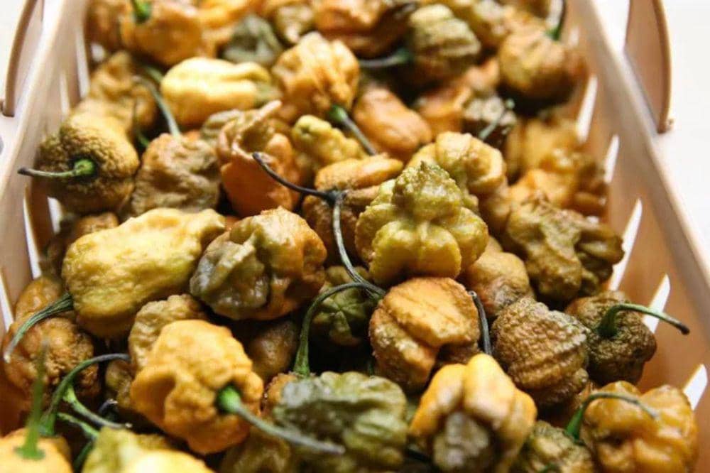 5 Fakta Menarik Pepper X, Cabai Terpedas di Dunia