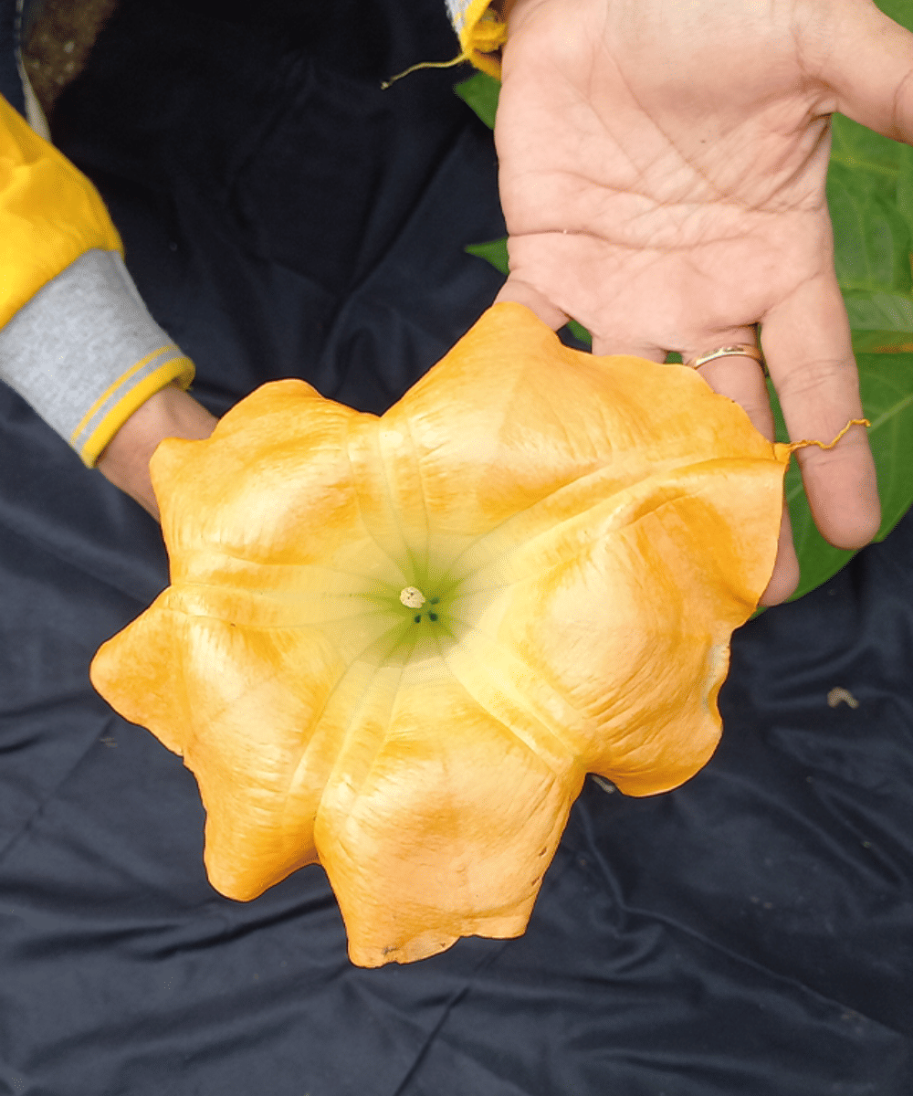 Mengenal Kecubung Hutan, Tanaman Berbahaya dalam Kasus Jeffrey Epstein