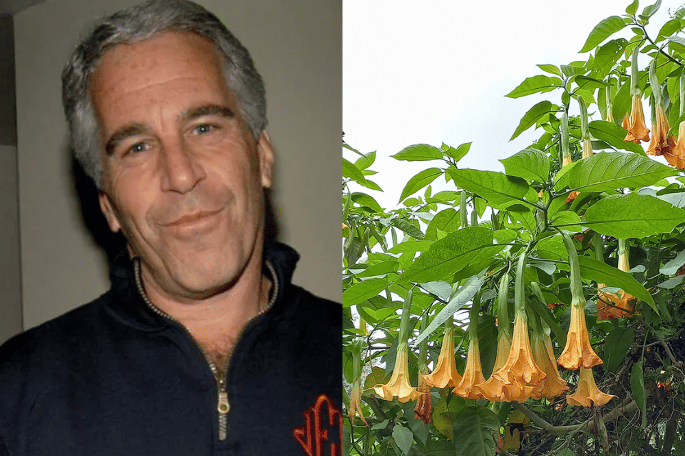 Mengenal Kecubung Hutan, Tanaman Berbahaya dalam Kasus Jeffrey Epstein