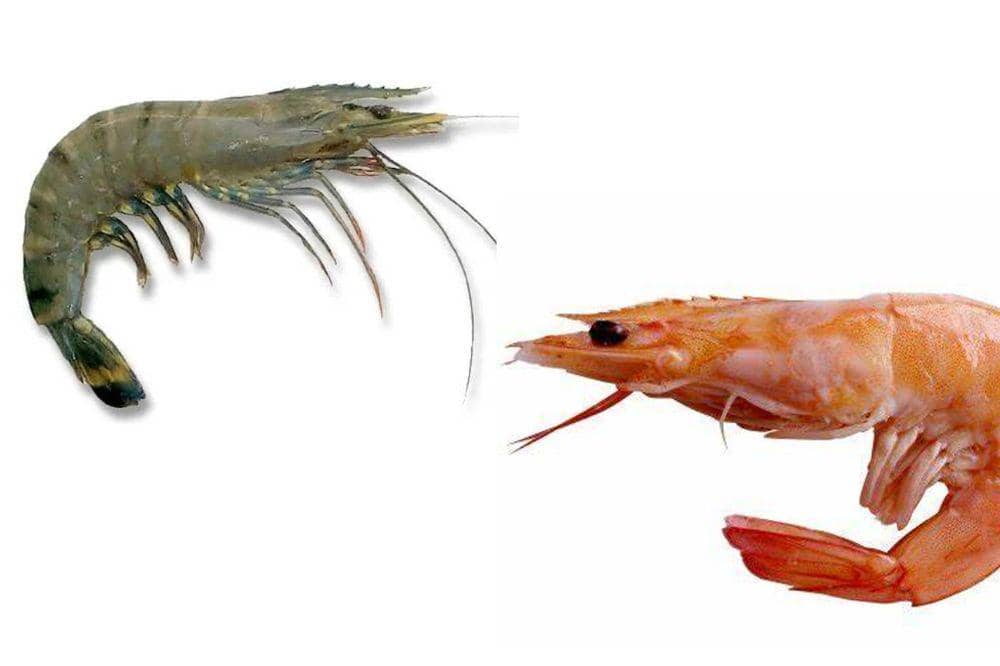6 Perbedaan Shrimp, Lobster dan Prawn agar Mama Tidak Salah Beli (2).jpg