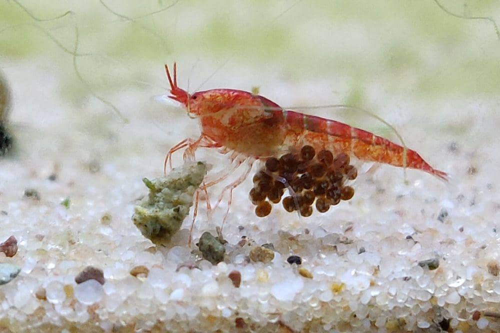 6 Perbedaan Shrimp, Lobster dan Prawn agar Mama Tidak Salah Beli (3).jpg
