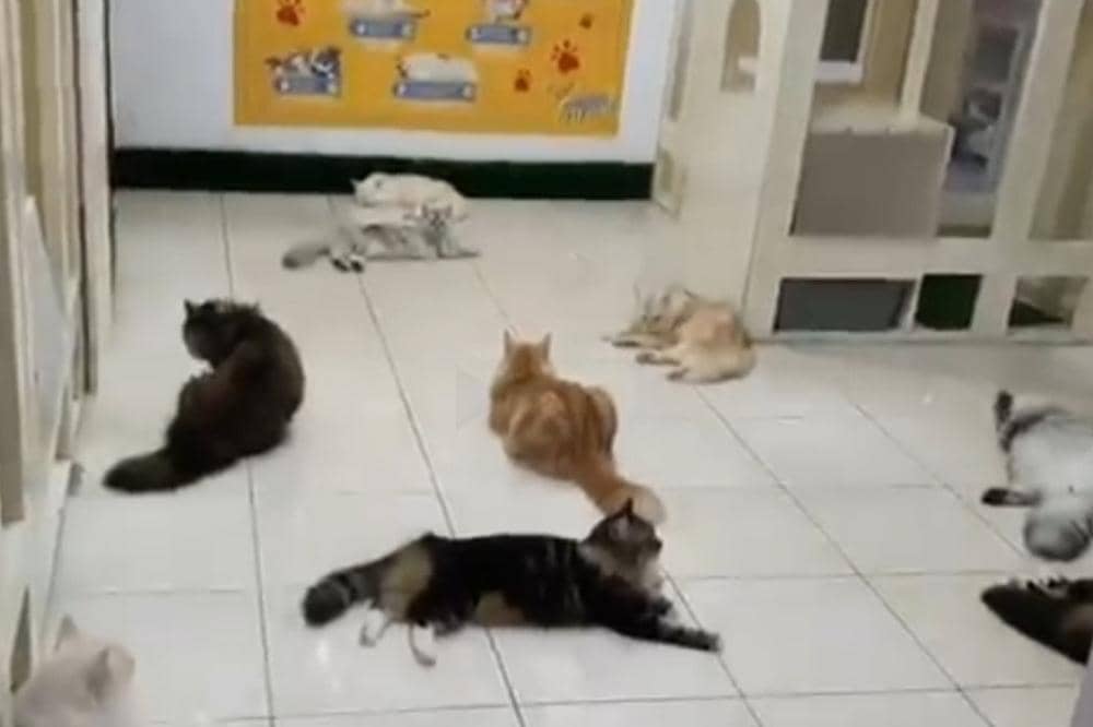 6 Rekomendasi Cafe Cat di Jakarta dan Sekitarnya, Surga Pecinta Kucing.jpg