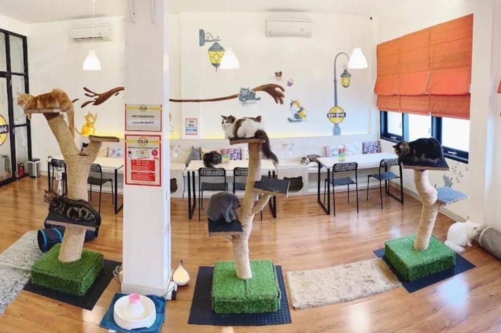 6 Rekomendasi Cafe Cat di Jakarta dan Sekitarnya, Surga Pecinta Kucing.jpg
