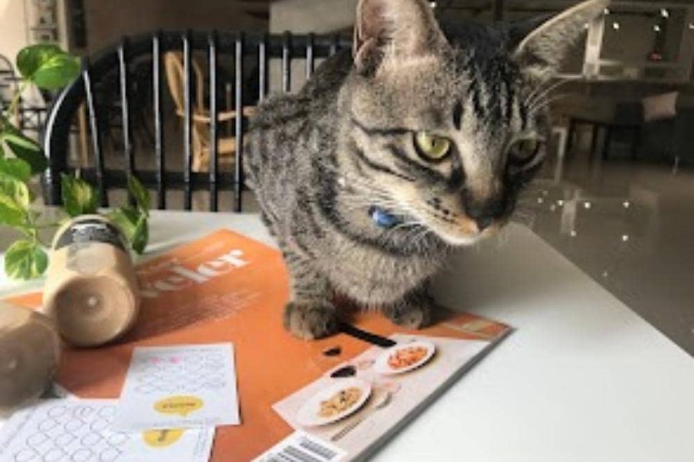 6 Rekomendasi Cafe Cat di Jakarta dan Sekitarnya, Surga Pecinta Kucing.jpg