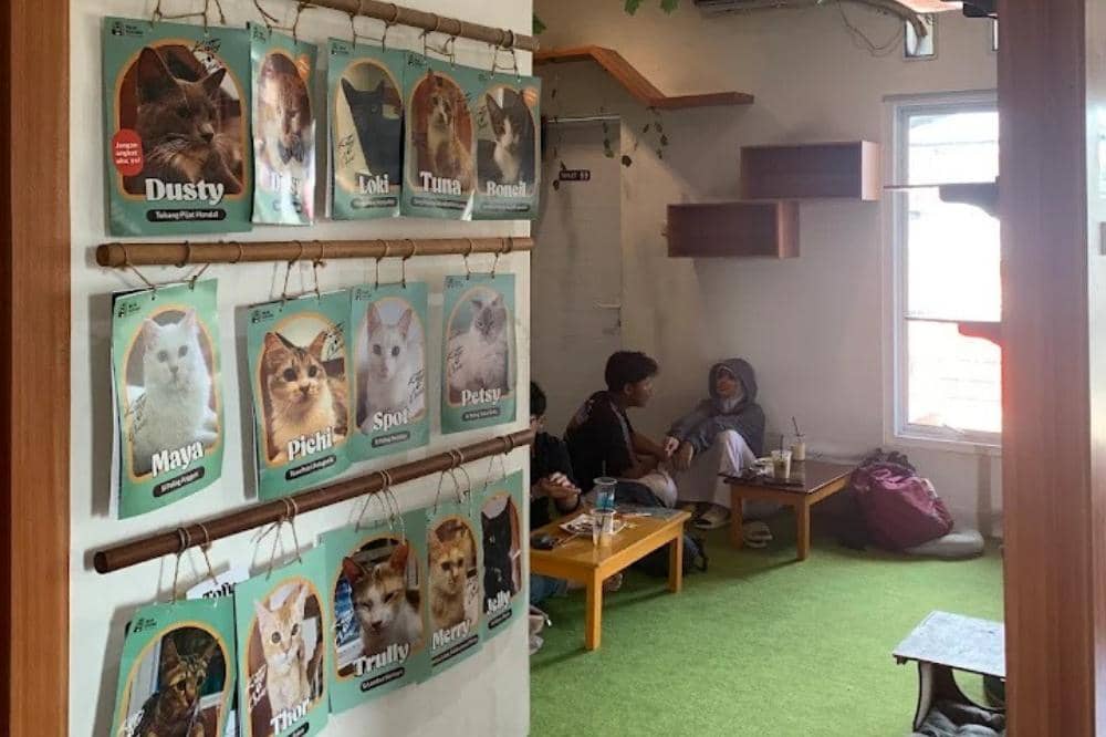 6 Rekomendasi Cafe Cat di Jakarta dan Sekitarnya, Surga Pecinta Kucing.jpg