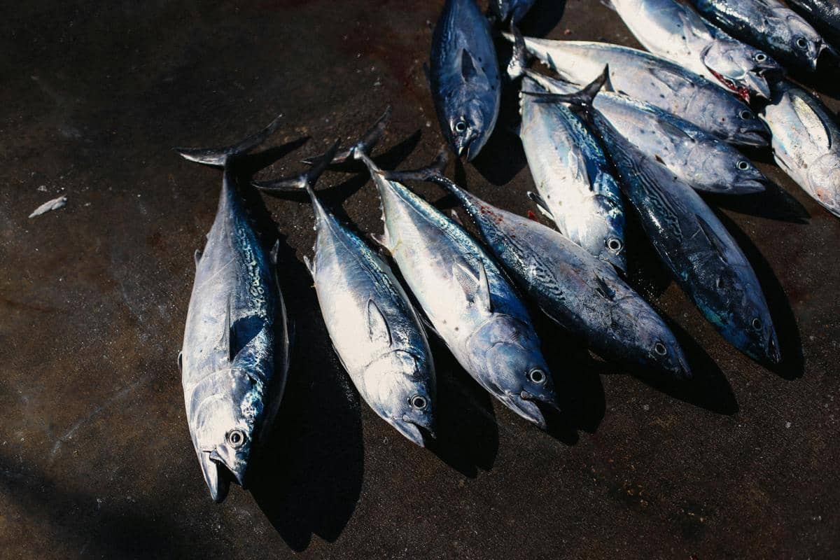Rahasia Awet Muda dari Laut, Kolagen Tuna Jadi Tren Kecantikan