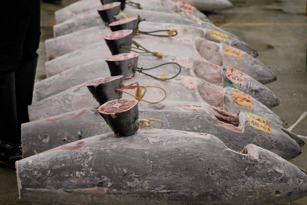 Ilustrasi ikan tuna