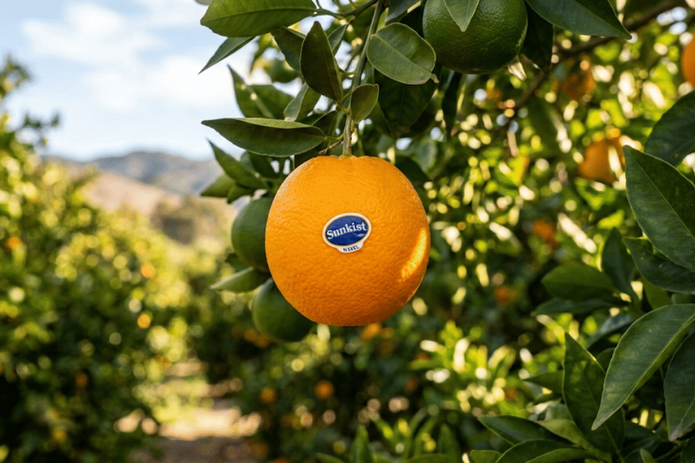 7 Manfaat Jeruk Sunkist untuk Tubuh, Segar dan Bernutrisi Tinggi