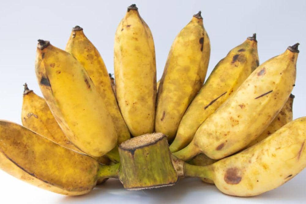 7 Jenis Pisang dan Karakteristiknya, Mana Favorit Mama (3).jpg