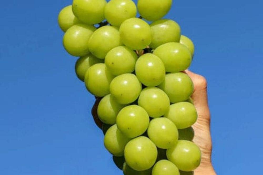 10 Jenis Anggur Beserta Ciri-Cirinya, Ada yang Unik dan Premium!  (3).jpg