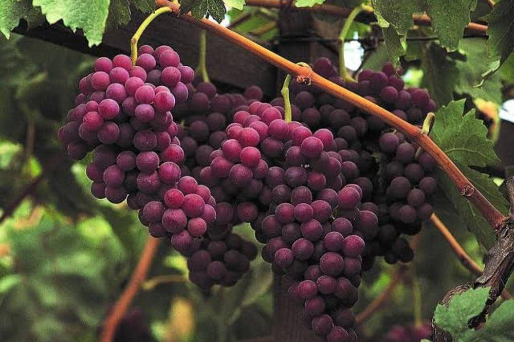 10 Jenis Anggur Beserta Ciri-Cirinya, Ada yang Unik dan Premium!  (10).jpg