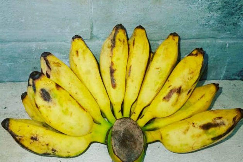 7 Jenis Pisang dan Karakteristiknya, Mana Favorit Mama (4).jpg