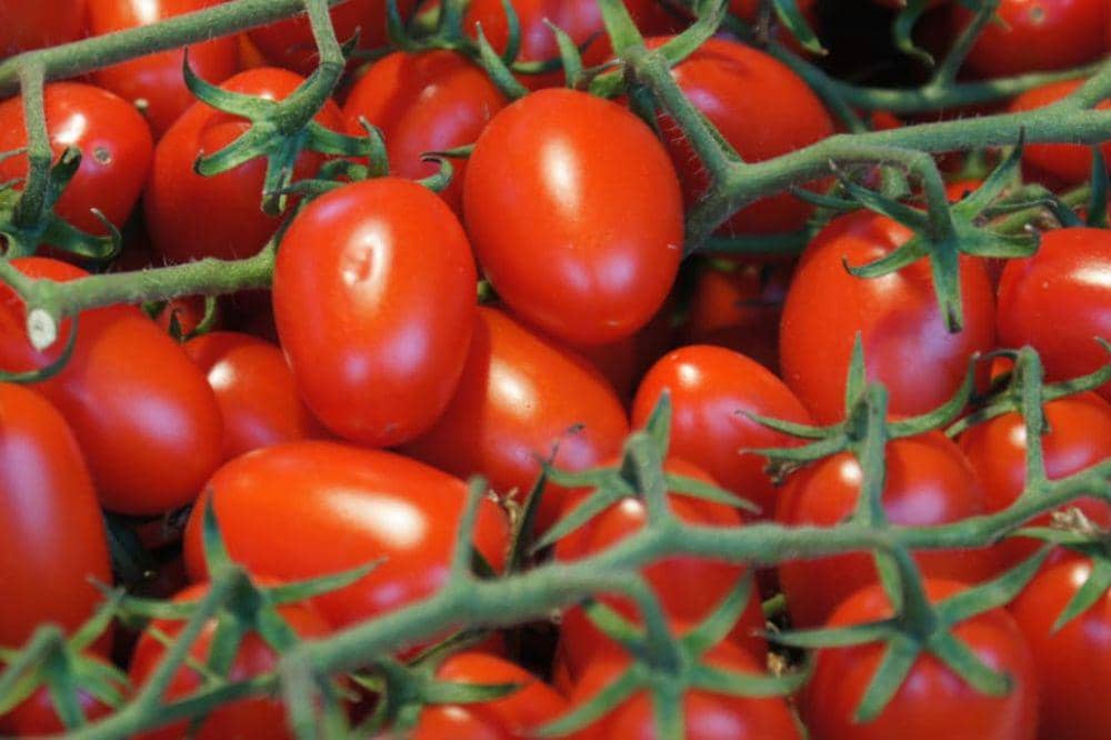 6 Jenis Tomat dan Karakteristiknya untuk Berbagai Masakan (2).jpg