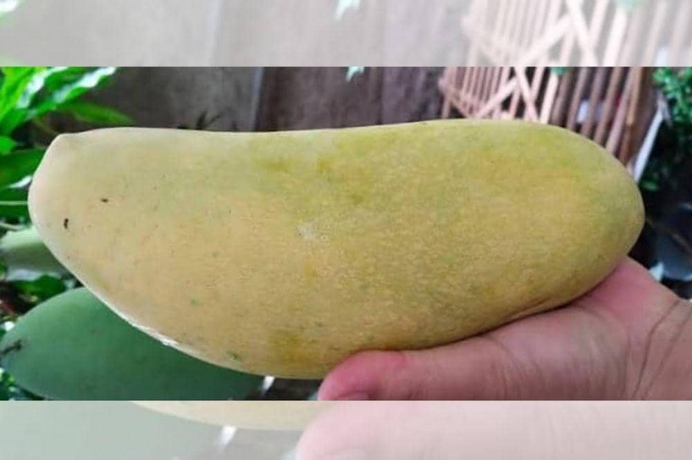 9 Jenis Mangga yang Ada di Indonesia, Kenali Rasa dan Teksturnya (4).jpg