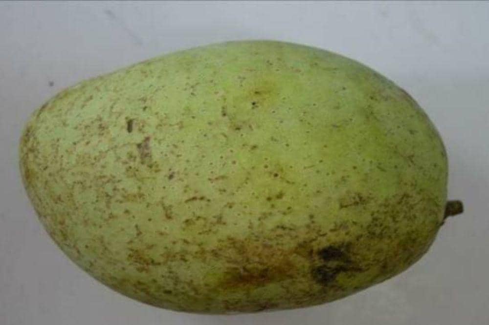 9 Jenis Mangga yang Ada di Indonesia, Kenali Rasa dan Teksturnya (5).jpg