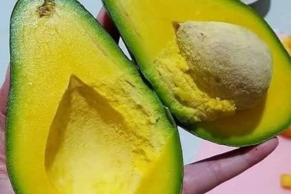 7 Jenis Alpukat dan Ciri Khasnya yang Bikin Kamu Pengen Coba Semua.jpg