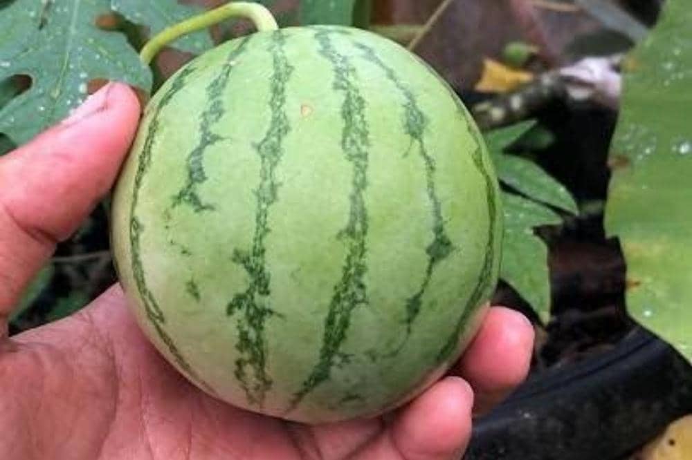 10 Jenis Semangka dan Ciri Khasnya yang Bisa Jadi Pilihan Favoritmu_20260309_042404_0008.jpg