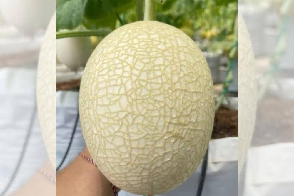 5 Jenis Melon yang Ada di Indonesia, Populer dan Wajib Dicoba_20260309_080522_0005.jpg