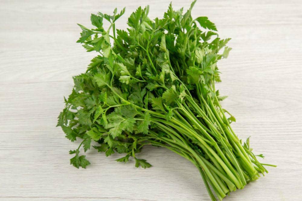 7 Manfaat Seledri untuk Kesuburan dan Kesehatan