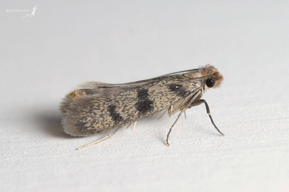 Kamitetep Berasal dari Mana? Sering Menyebabkan Kulit Gatal