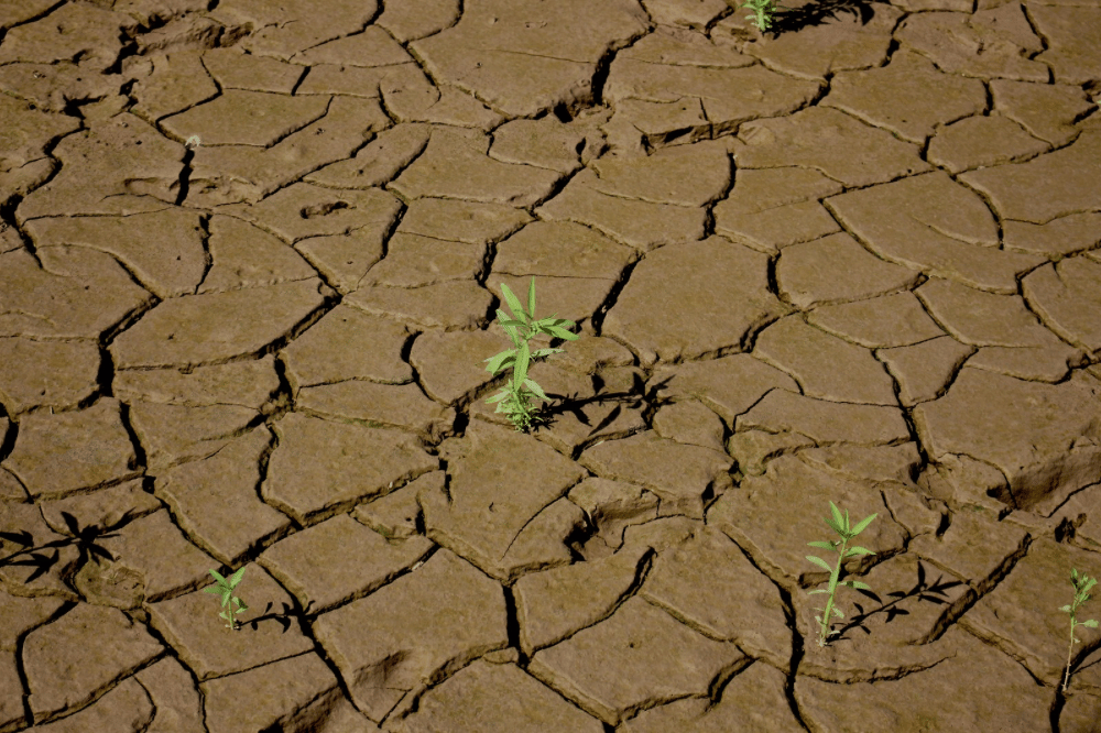 Apa Itu El Nino? Ini 6 Hal yang Perlu Dipersiapkan! (3).png