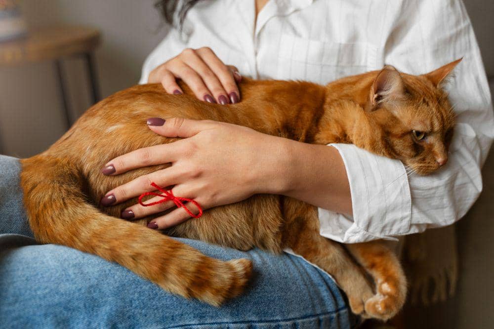 10 Penyebab Bulu Kucing Rontok