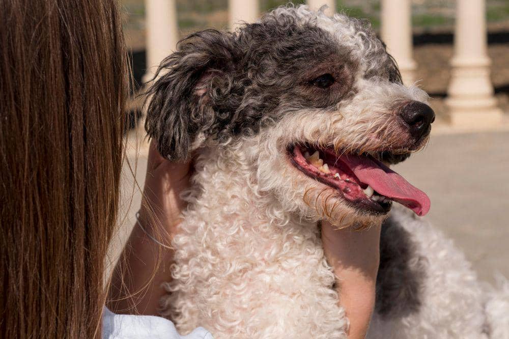 8 Penyebab Bulu Anjing Rontok