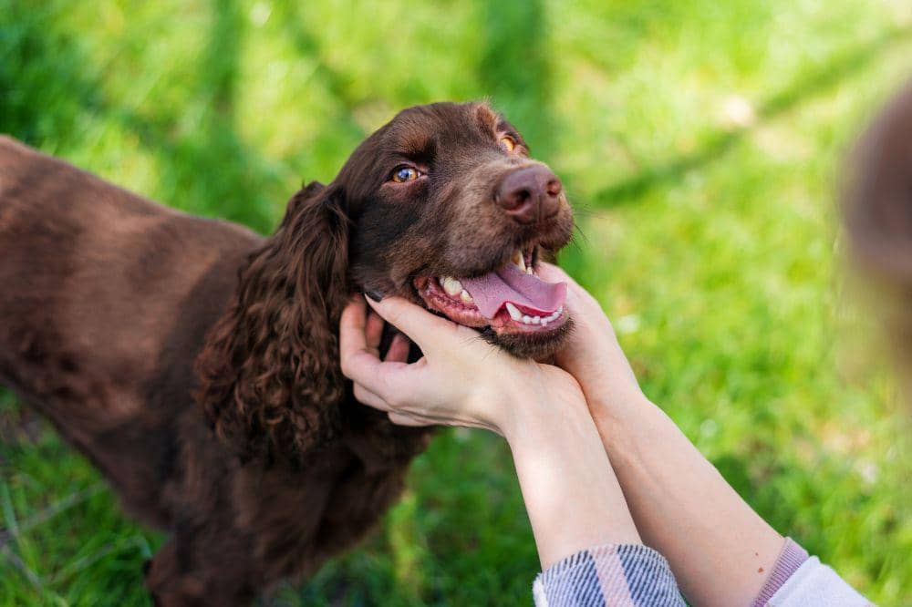 13 Cara Mengatasi Bulu Anjing Rontok