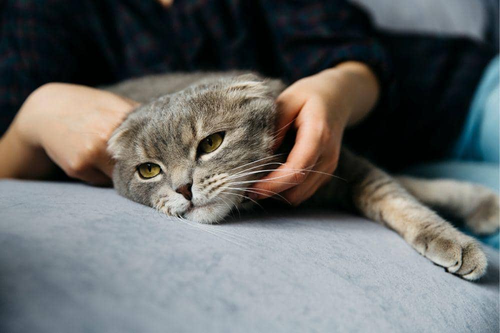 7 Dampak Buruk Bulu Kucing Rontok