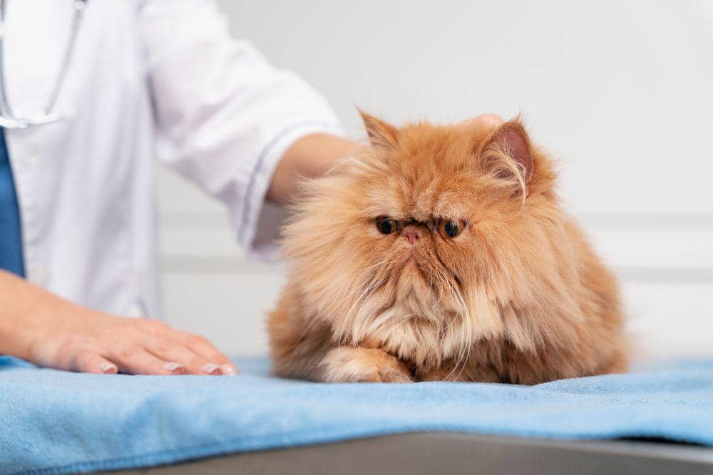 10 Penyebab Bulu Kucing Rontok