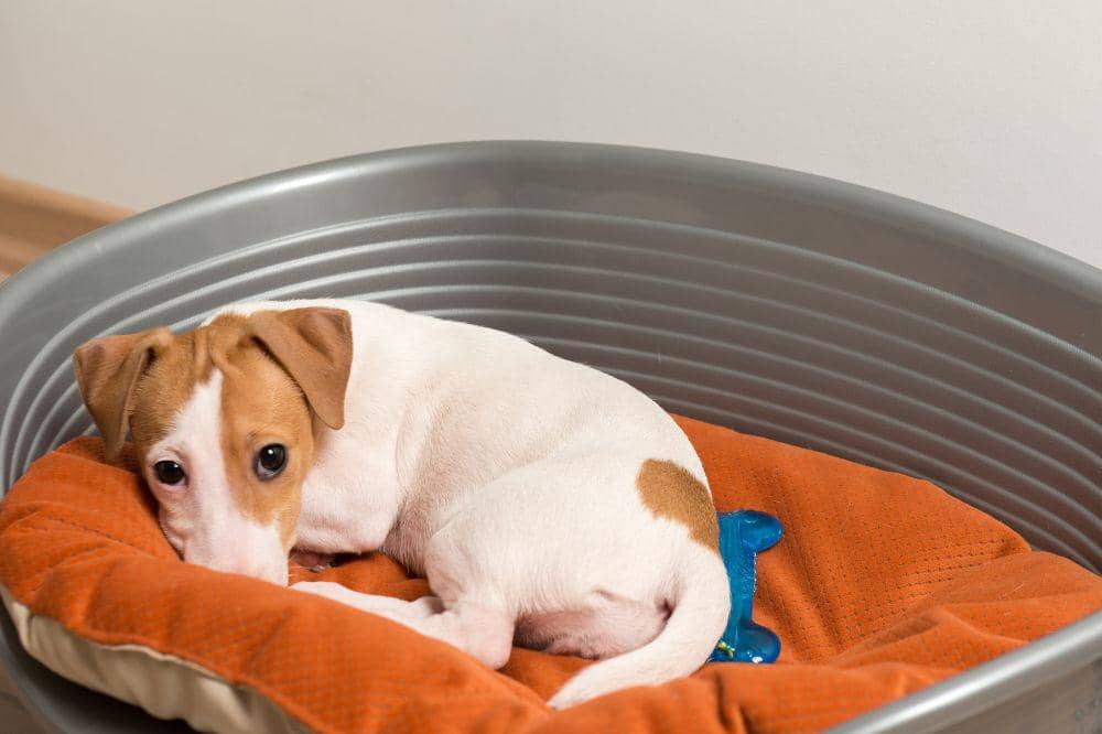 13 Cara Mengatasi Bulu Anjing Rontok