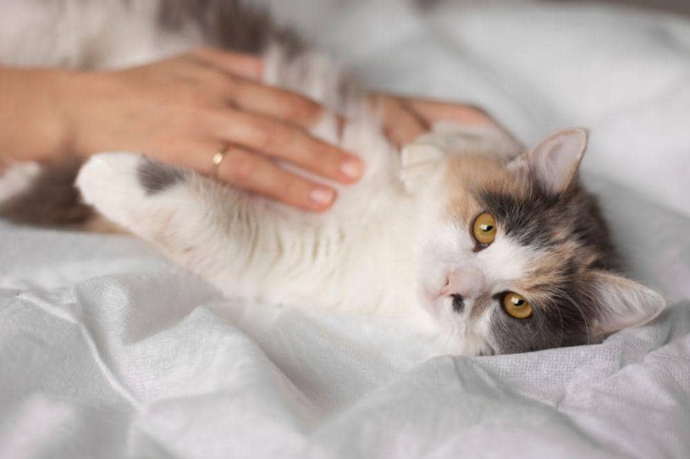 10 Penyebab Bulu Kucing Rontok