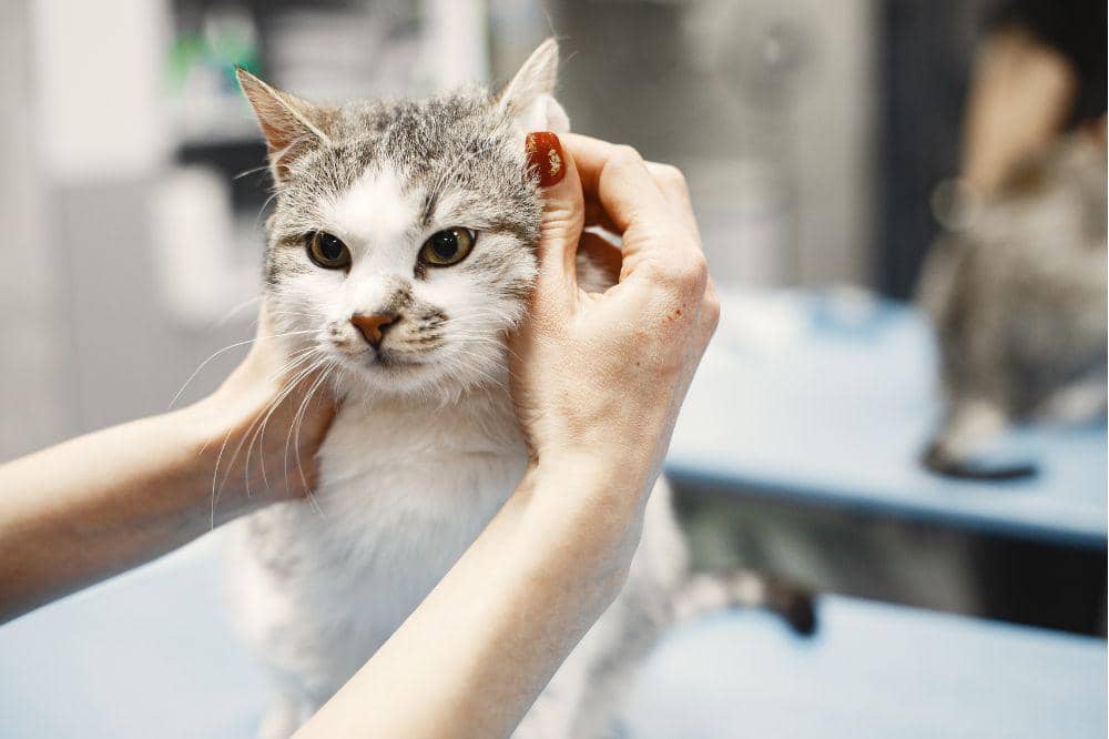 10 Penyebab Bulu Kucing Rontok, Salah Satunya Kekurangan Nutrisi