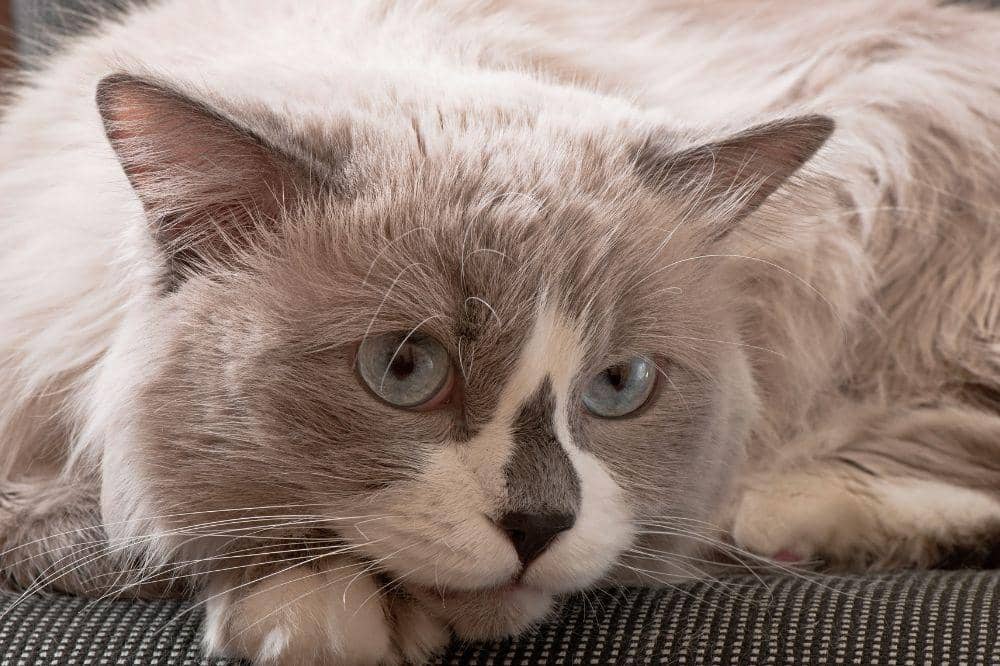 7 Bahaya Bulu Kucing Rontok 7