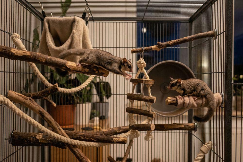 7 Cara Merawat Sugar Glider 1