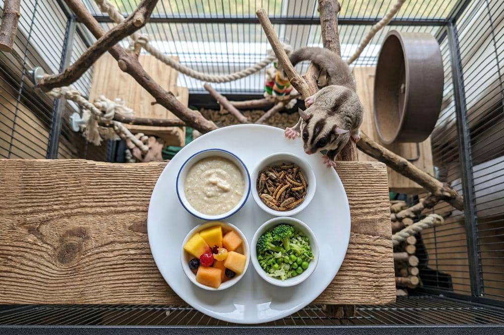 7 Cara Merawat Sugar Glider 3