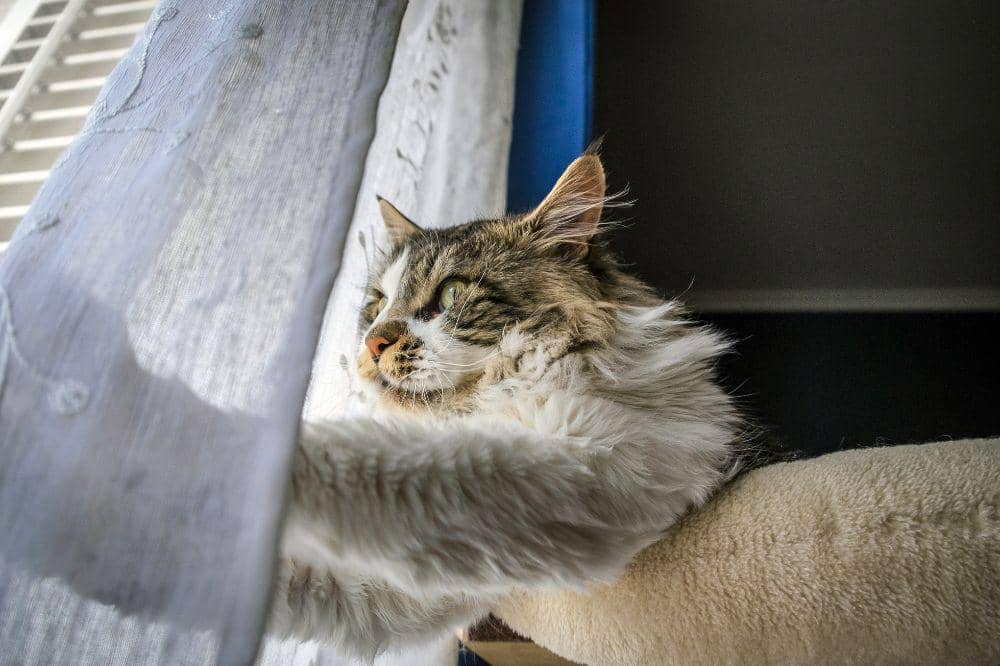 7 Bahaya Bulu Kucing Rontok 5