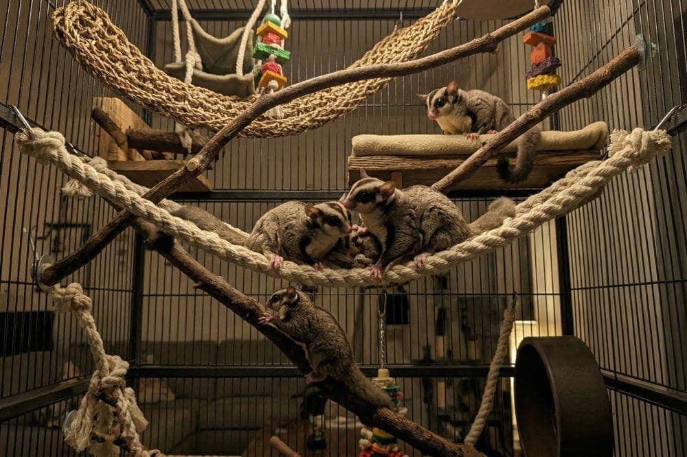 7 Cara Merawat Sugar Glider 4