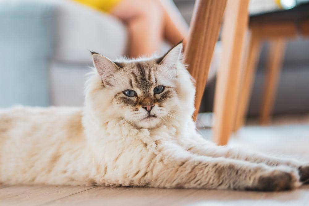 7 Bahaya Bulu Kucing Rontok 2