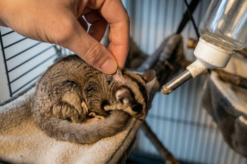 5 Penyebab Sugar Glider Sakit 4