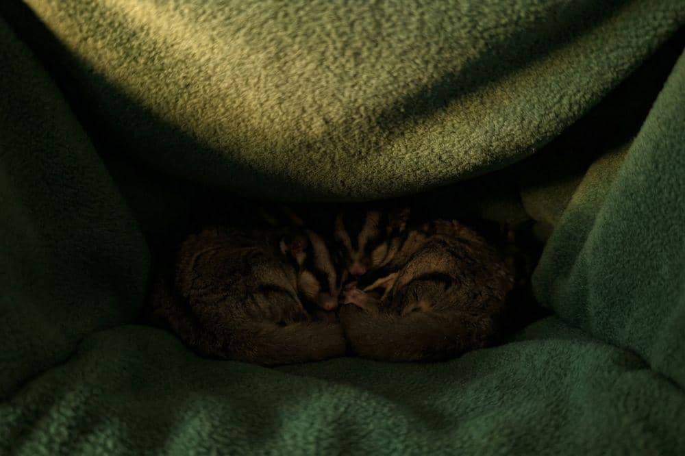 7 Cara Merawat Sugar Glider 2