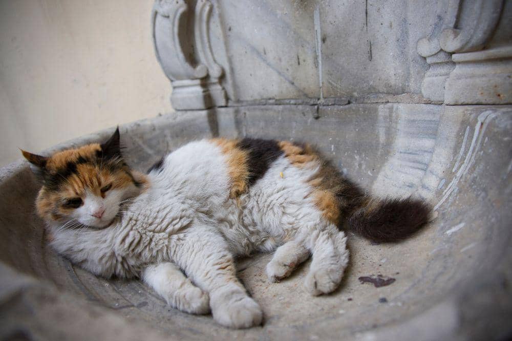 7 Bahaya Bulu Kucing Rontok 4