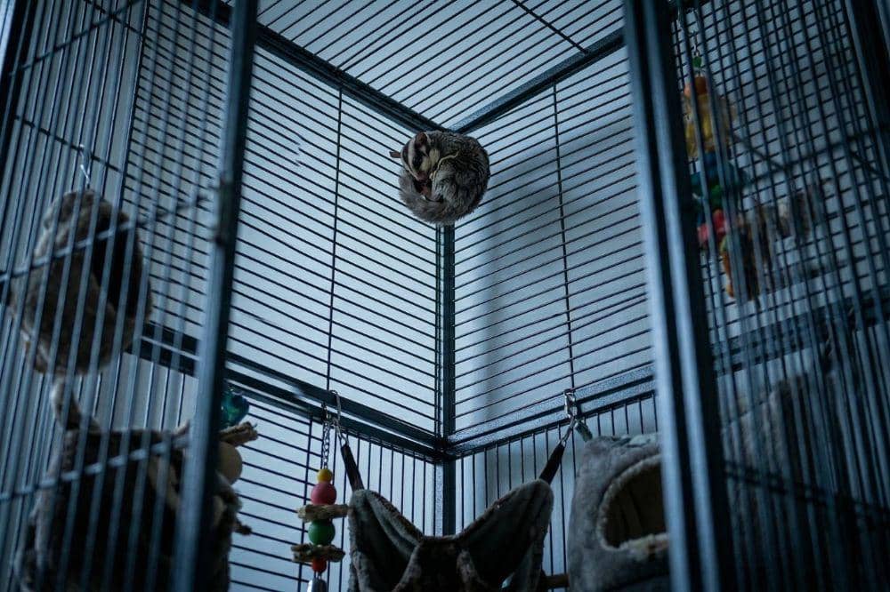 5 Penyebab Sugar Glider Sakit 2