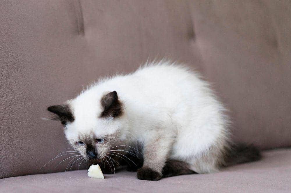 7 Bahaya Bulu Kucing Rontok 6