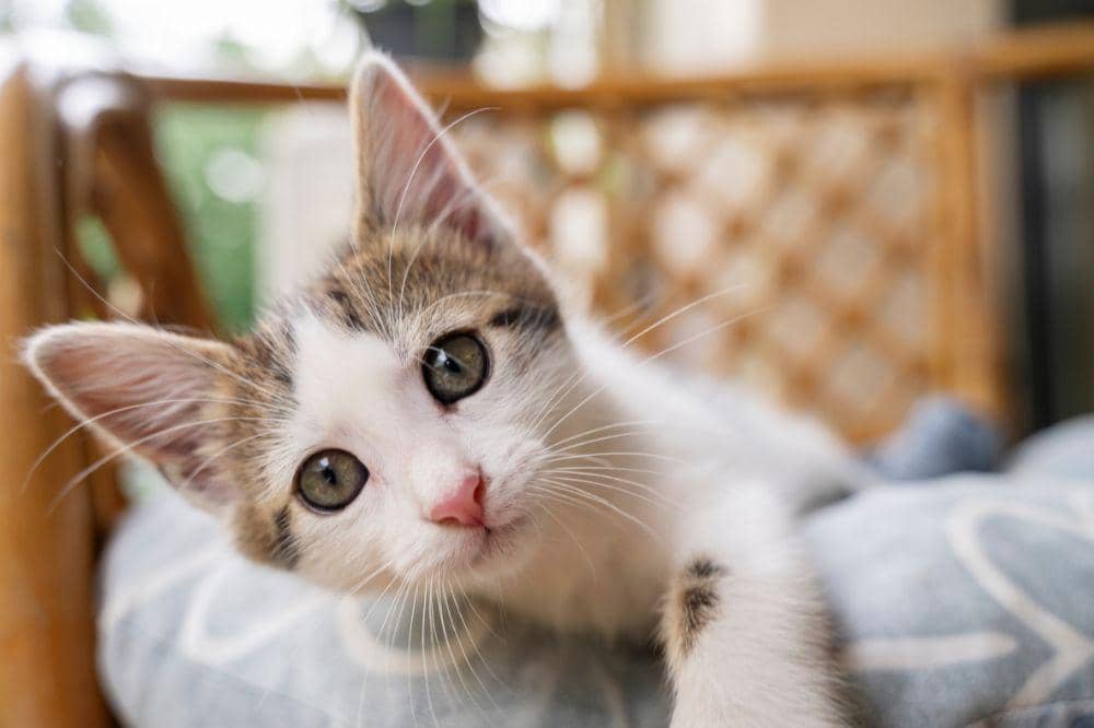 7 Bahaya Bulu Kucing Rontok, Penderita Asma Wajib Waspada