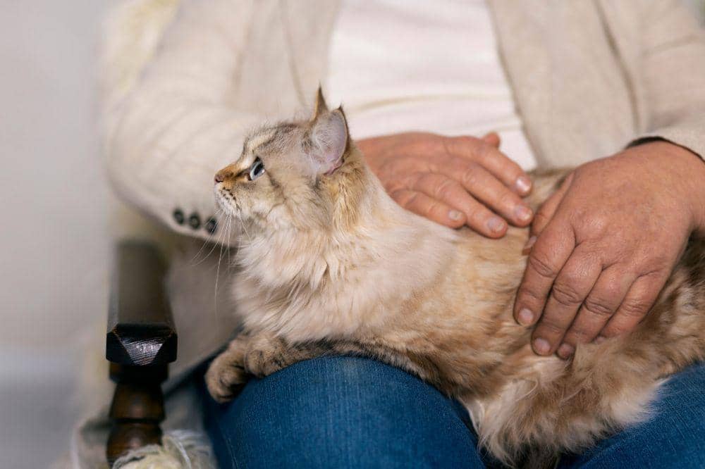 7 Bahaya Bulu Kucing Rontok 1