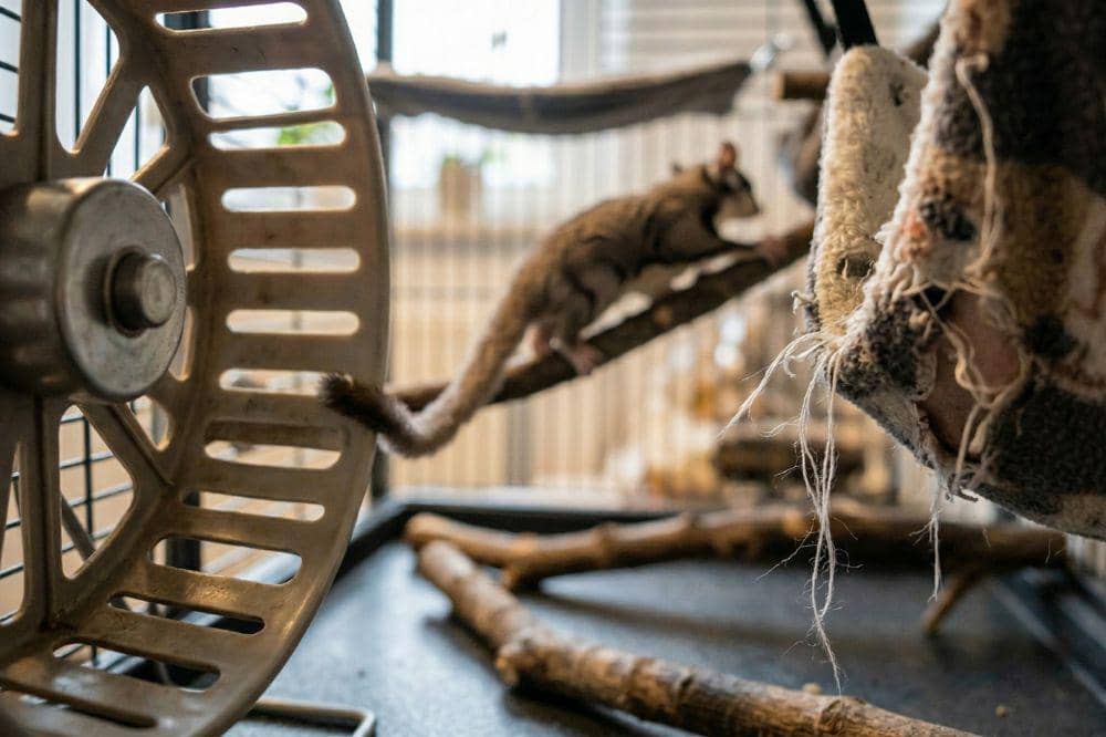 5 Penyebab Sugar Glider Sakit 5