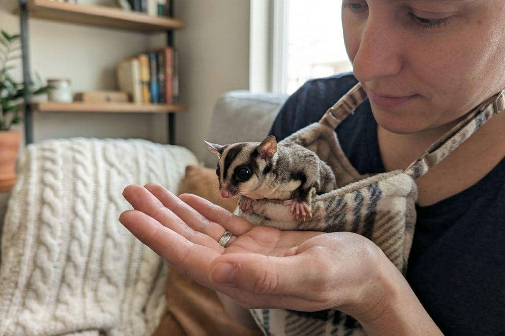 7 Cara Merawat Sugar Glider 5