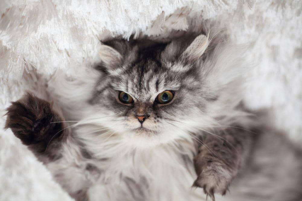 7 Bahaya Bulu Kucing Rontok 3